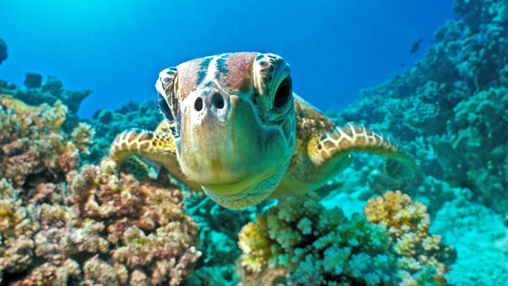 Green Turtle on GBR