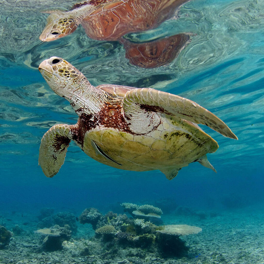 Frankland Islands - Marine Life in the GBR