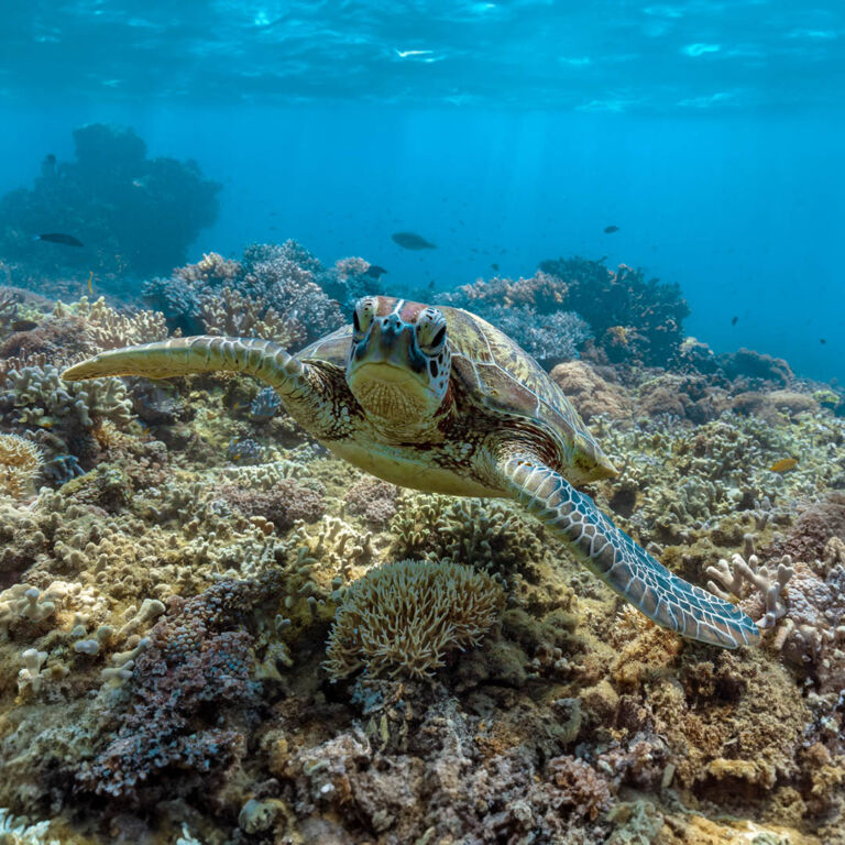 Frankland Islands Reef Cruises